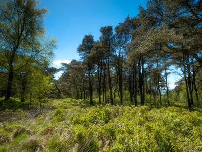 beacon fell country park - A Country Park with 185 acres of extensive conifer woods and moorland - Visitor Centre with cafe, picnic areas, forest walks